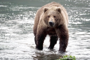 Kodiak, Alaska, à la rencontre de l'ours